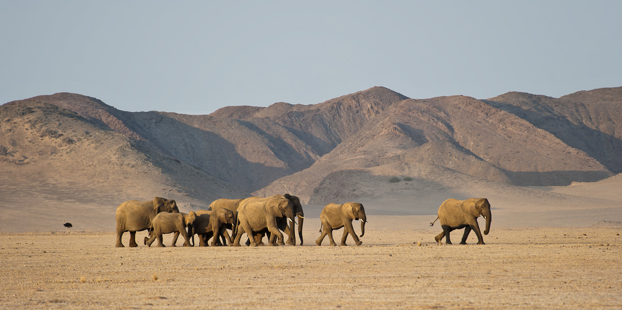 Namibia Desert Adventure - Africa Luxury Safari